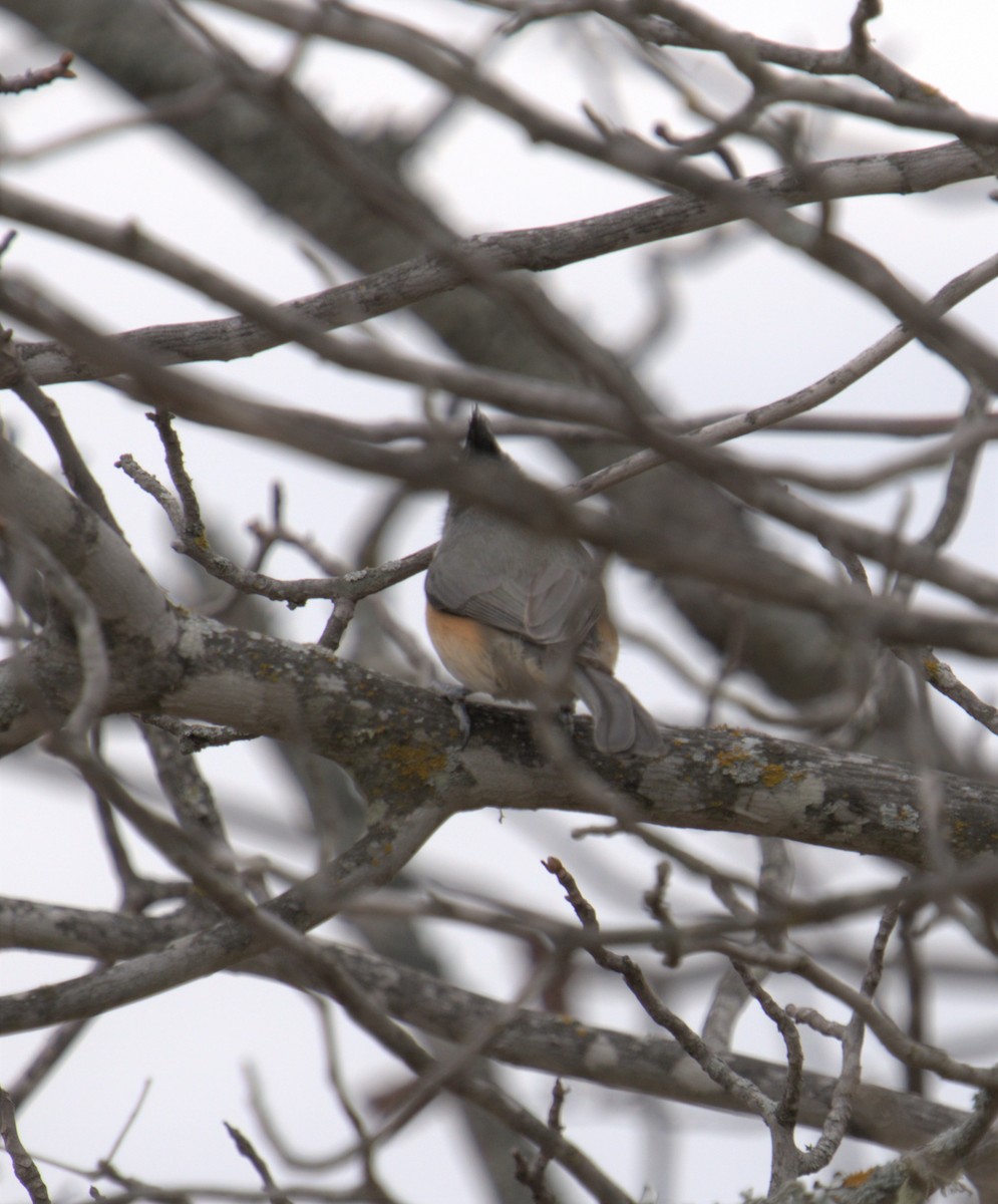 Black-crested Titmouse - ML546492901