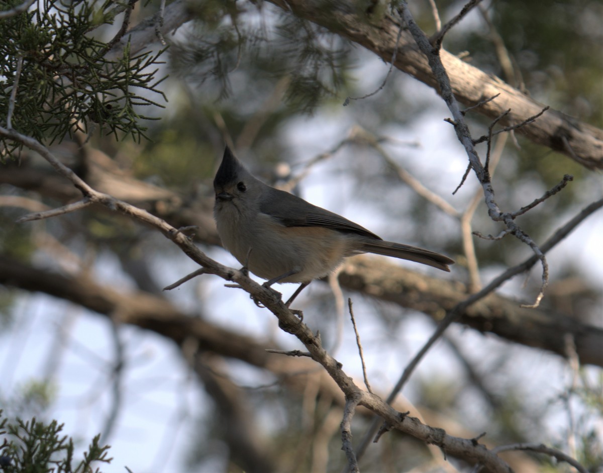 Black-crested Titmouse - ML546492921