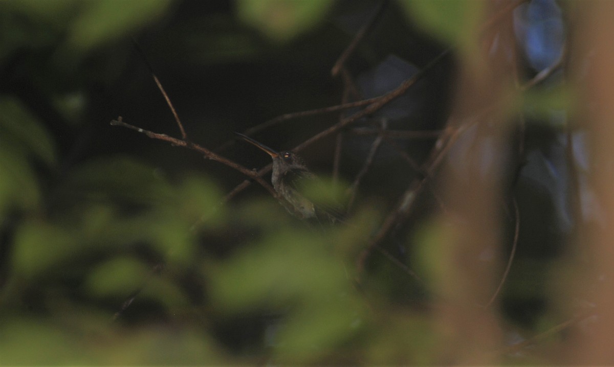 Straight-billed Hermit - Santiago Bolarte