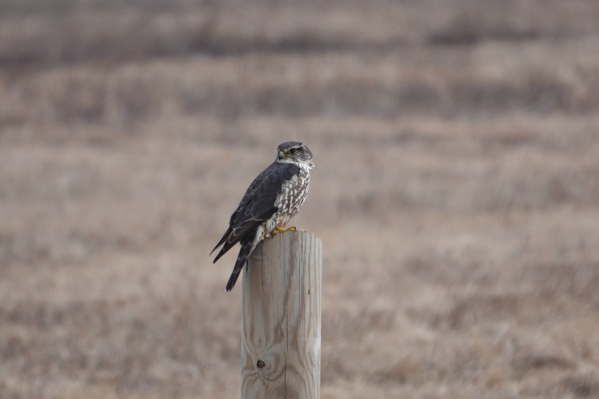 Merlin - ML546494501