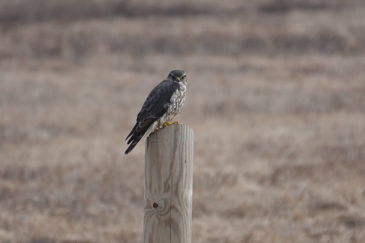 Merlin - ML546494511