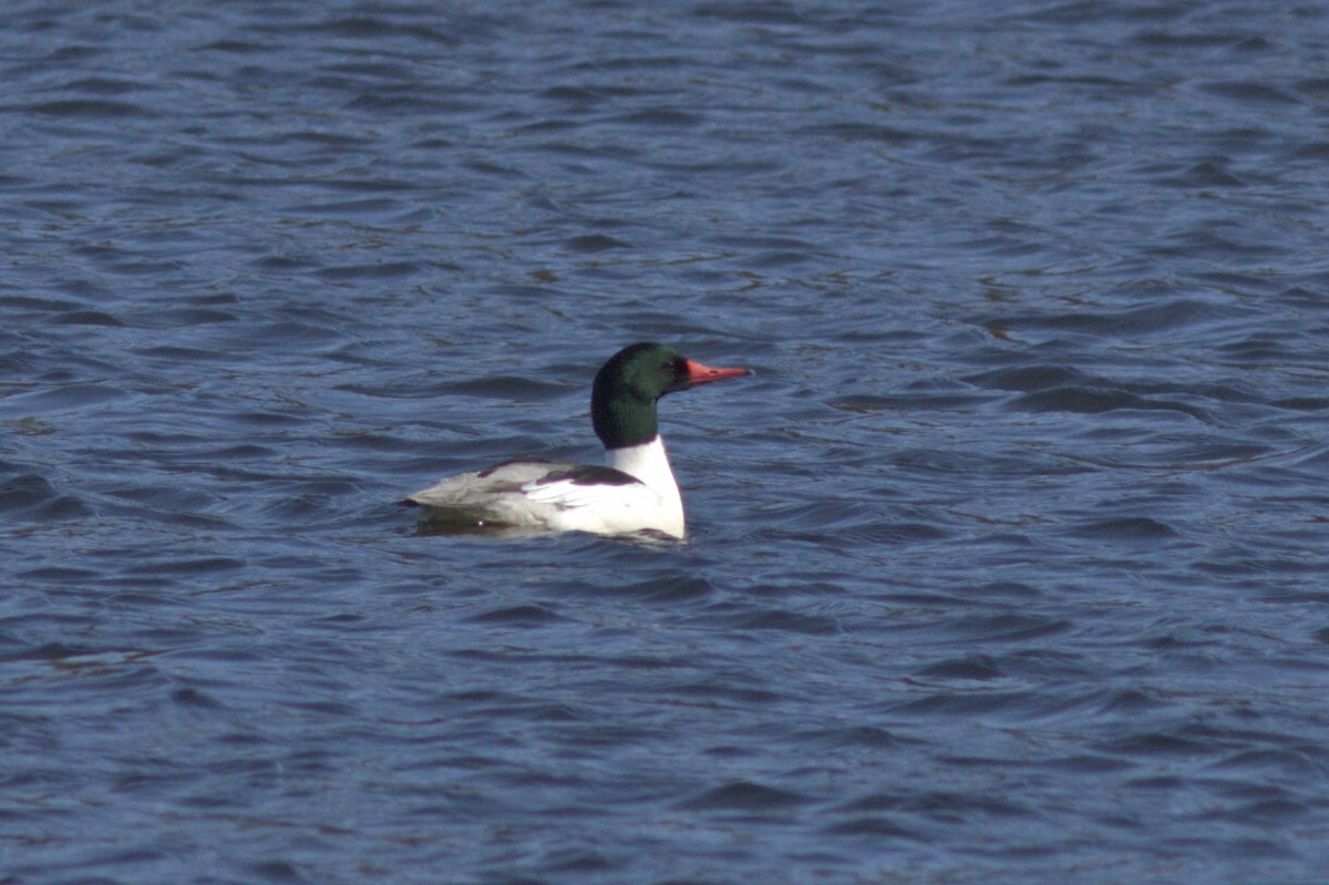 Common Merganser - ML546494641