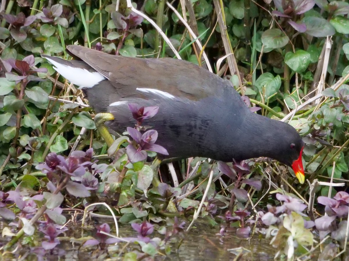 Eurasian Moorhen - ML546494751