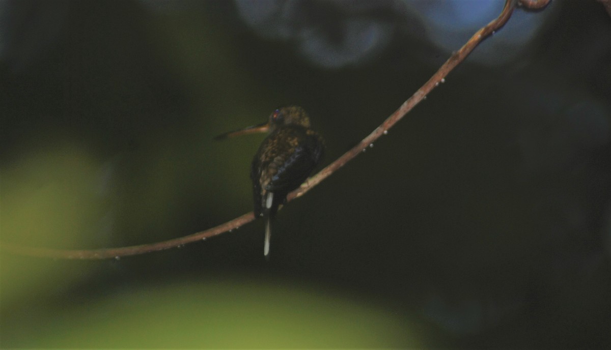 Straight-billed Hermit - Santiago Bolarte