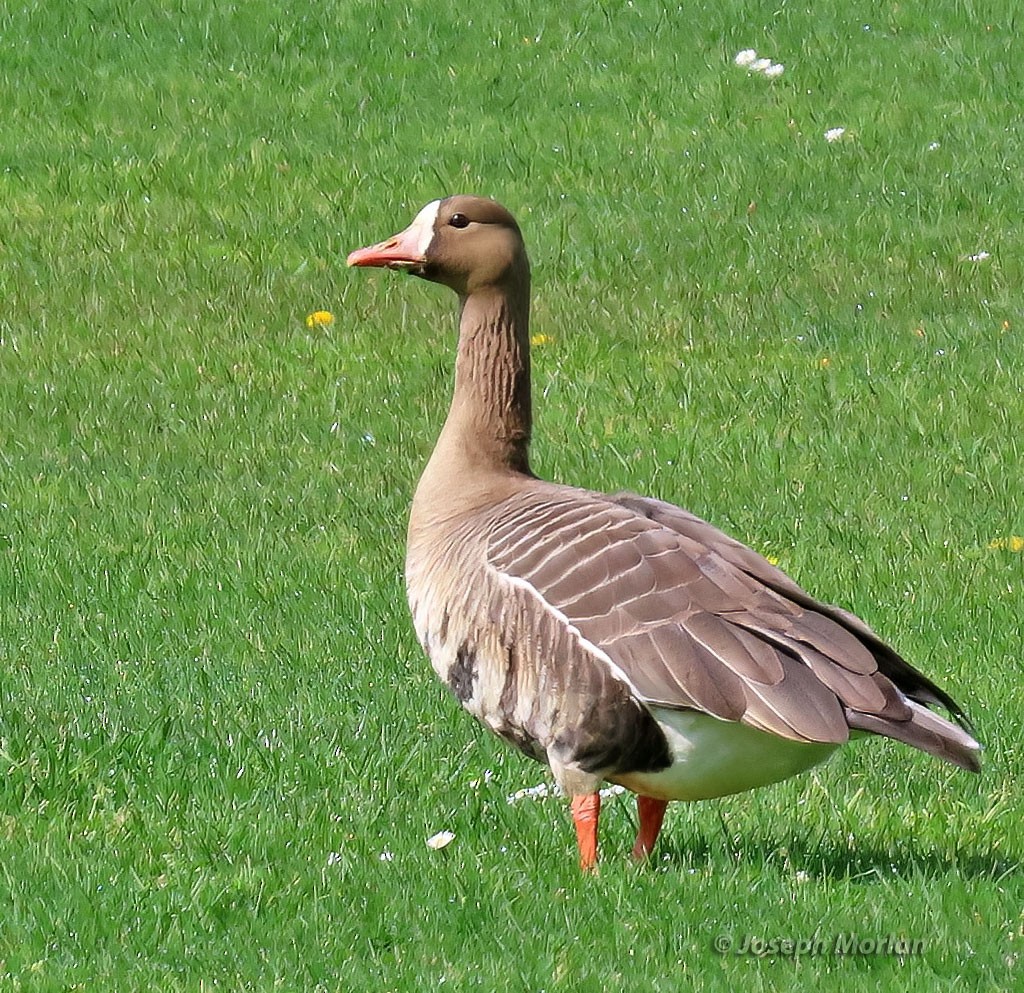 Greater White-fronted Goose - Joseph Morlan