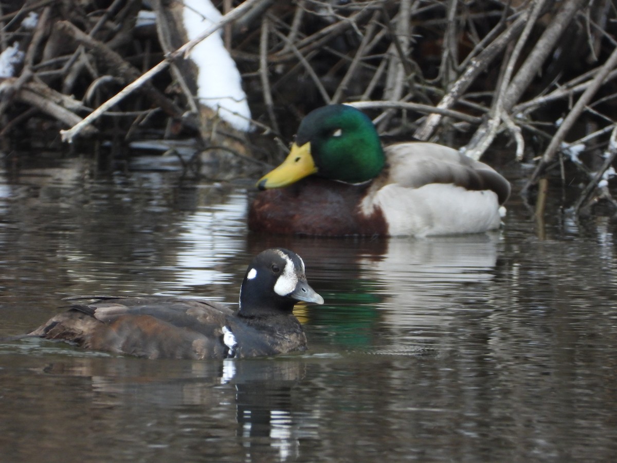 Harlequin Duck - ML546495381
