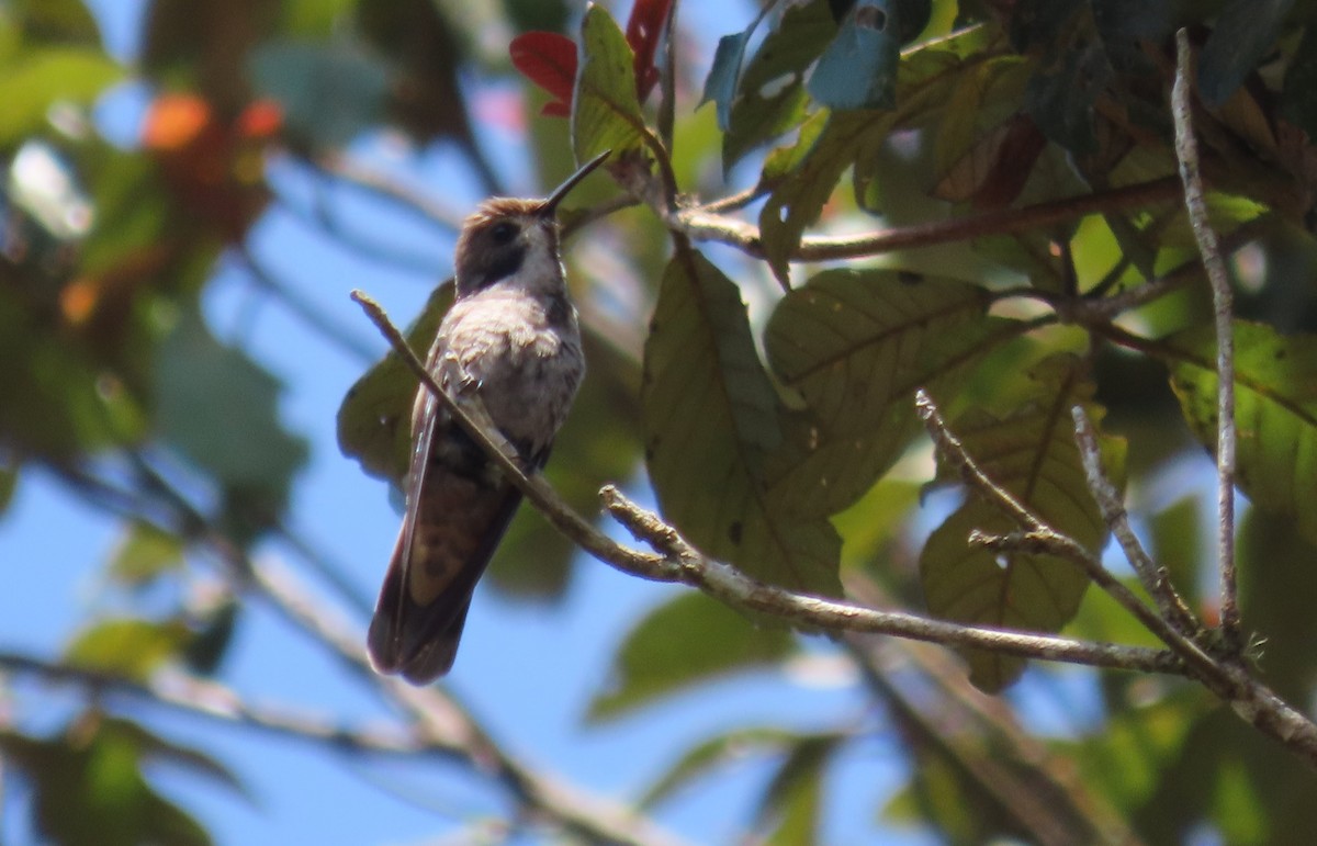 Brown Violetear - ML546495851