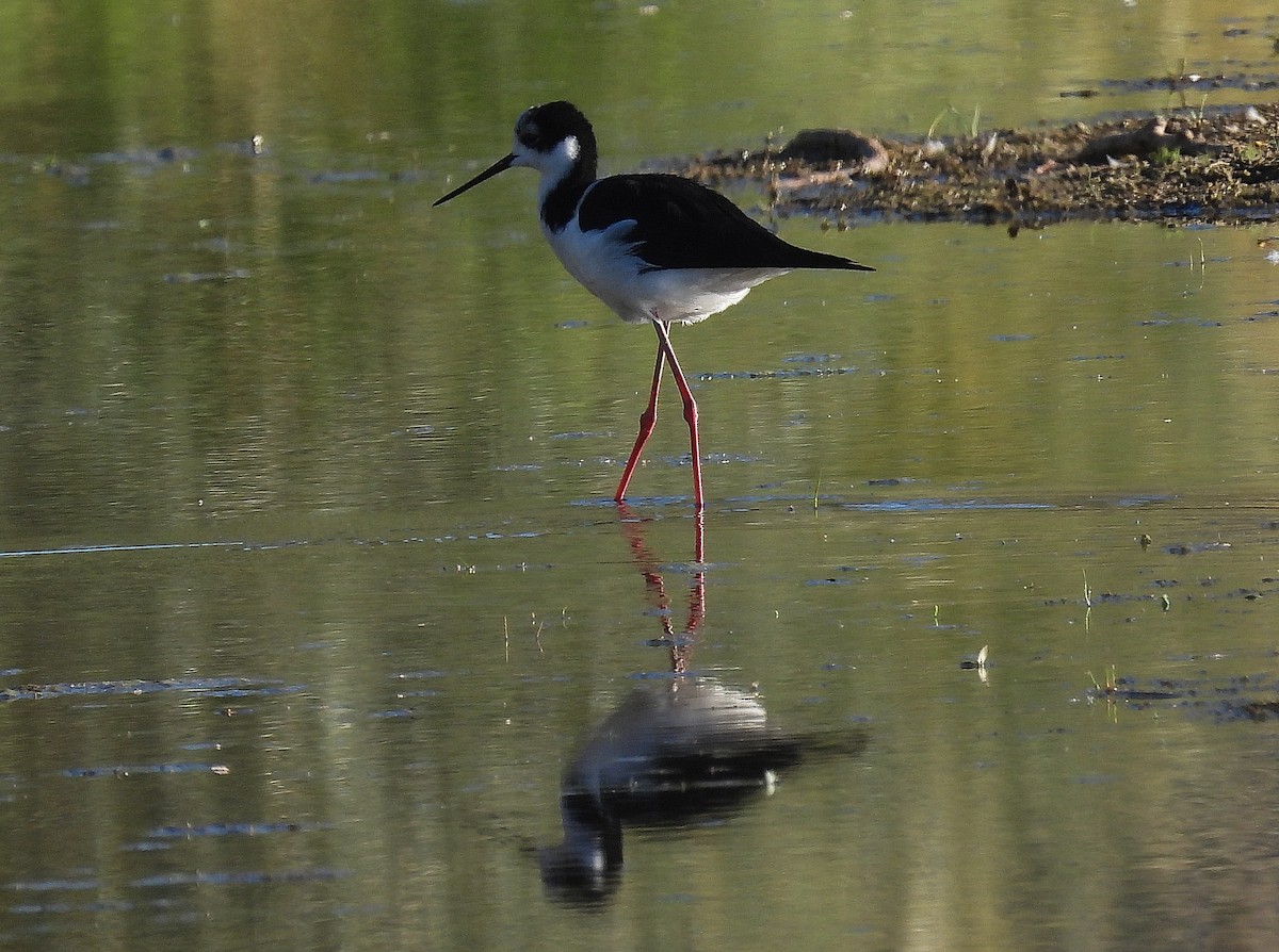 Black-necked Stilt - ML546497101