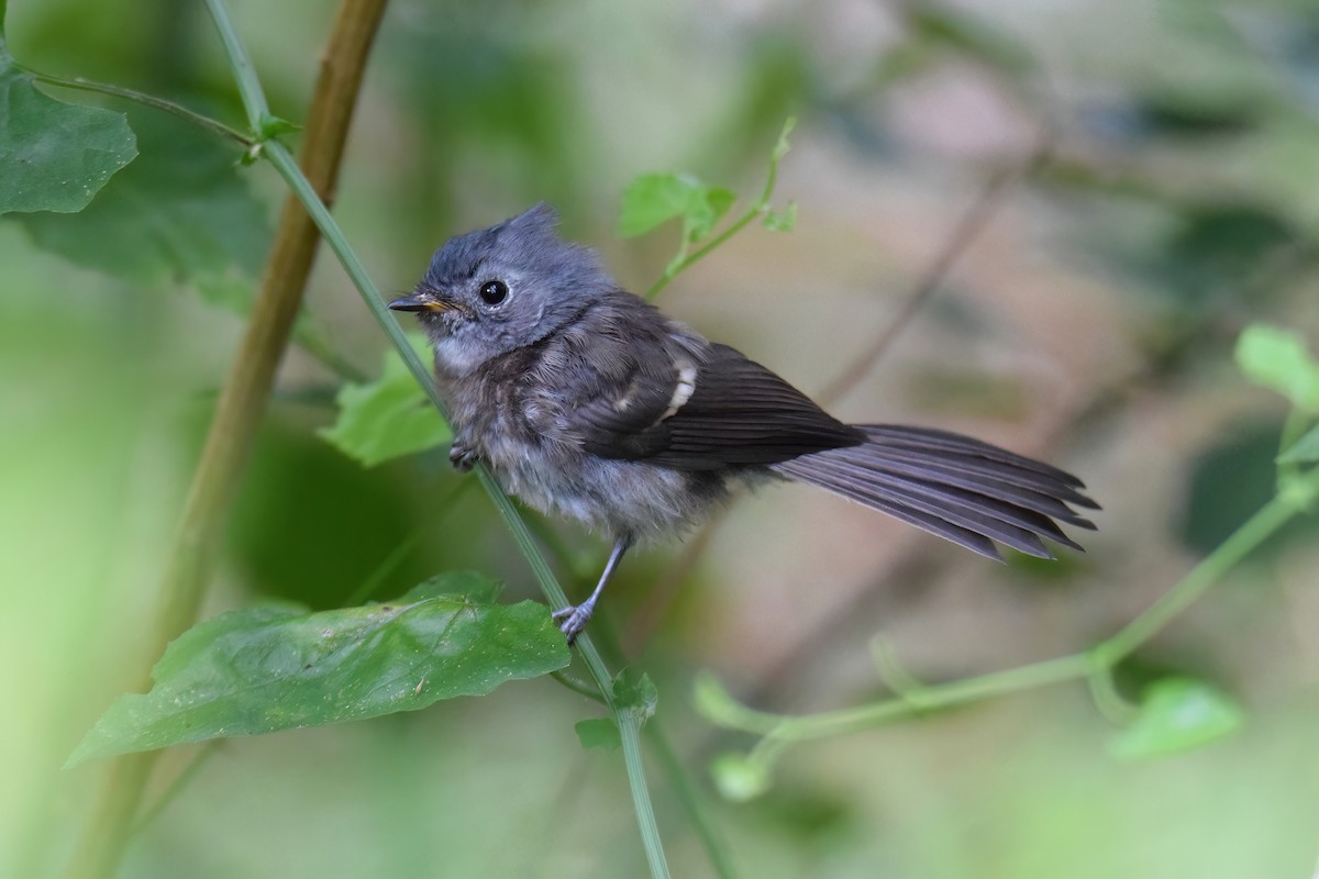 African Crested Flycatcher - Regard Van Dyk