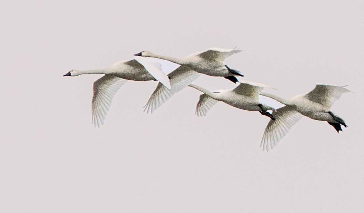 Tundra Swan - Carmen Gumina