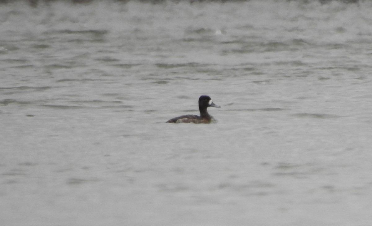 Lesser Scaup - ML546498201