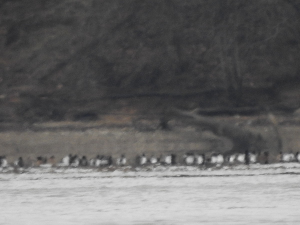 Greater/Lesser Scaup - ML546498341