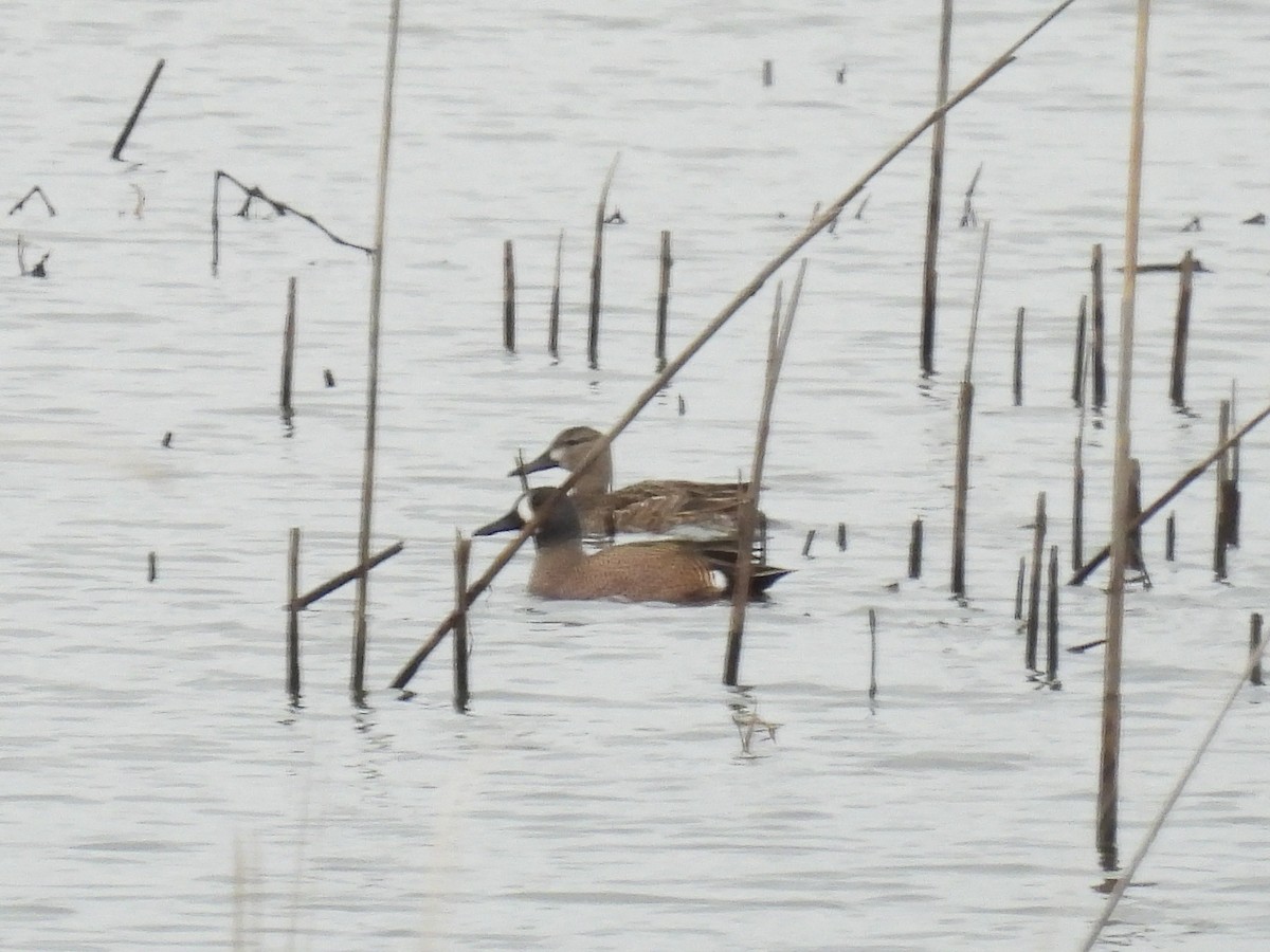 Blue-winged Teal - ML546498401