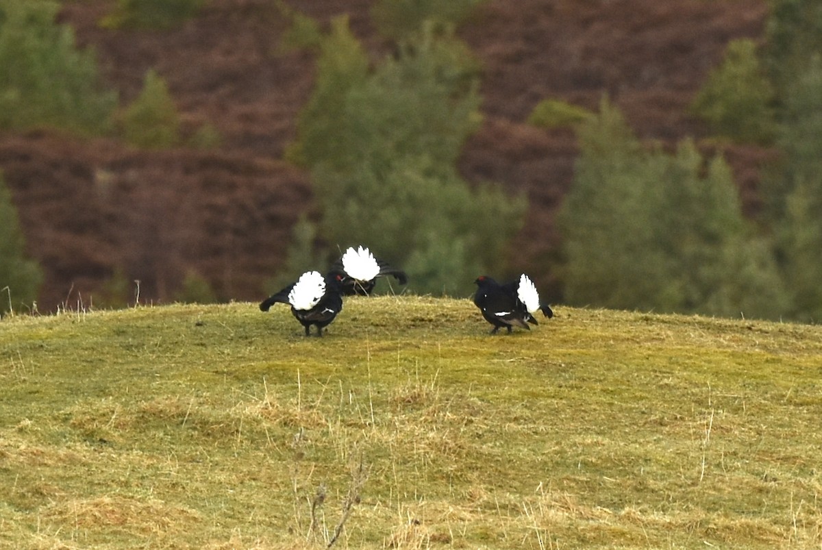 Black Grouse - Blair Whyte