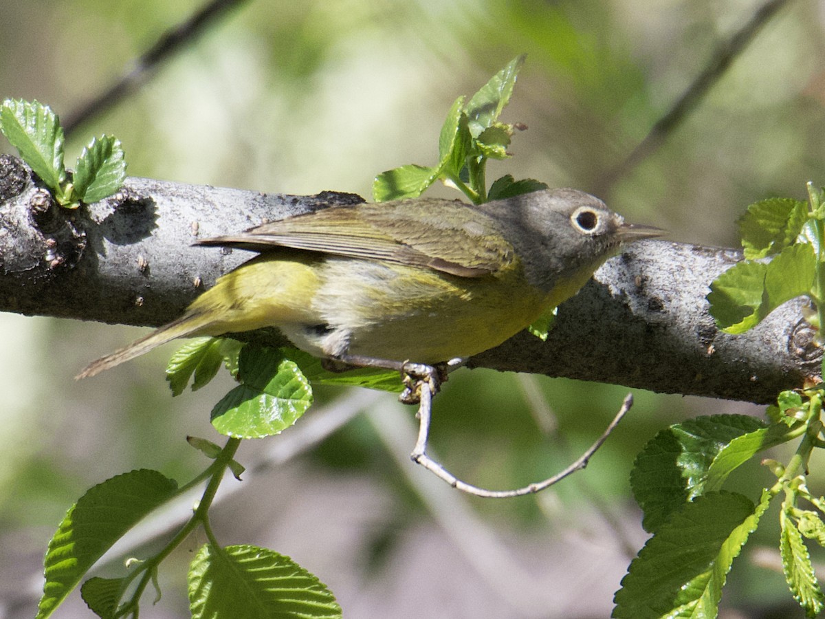 Nashville Warbler - ML546499161