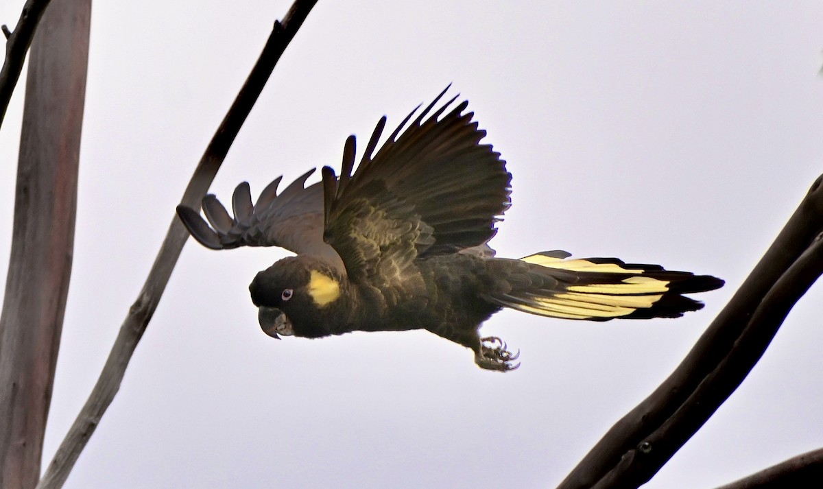 Cacatúa Fúnebre Coliamarilla - ML546499261