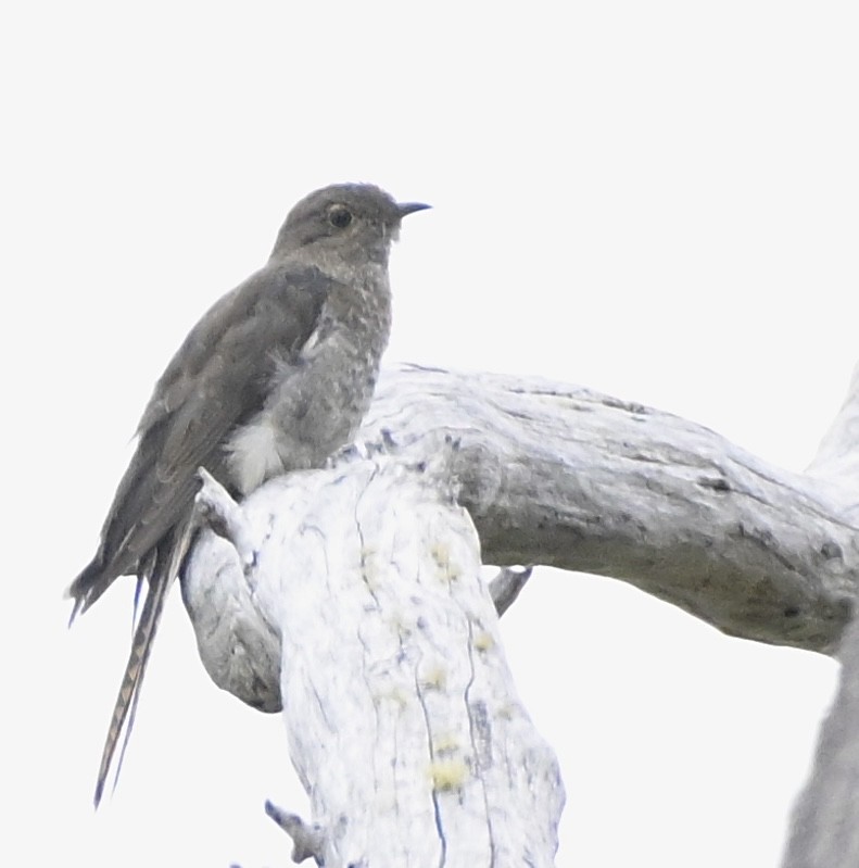 Fan-tailed Cuckoo - ML546499851