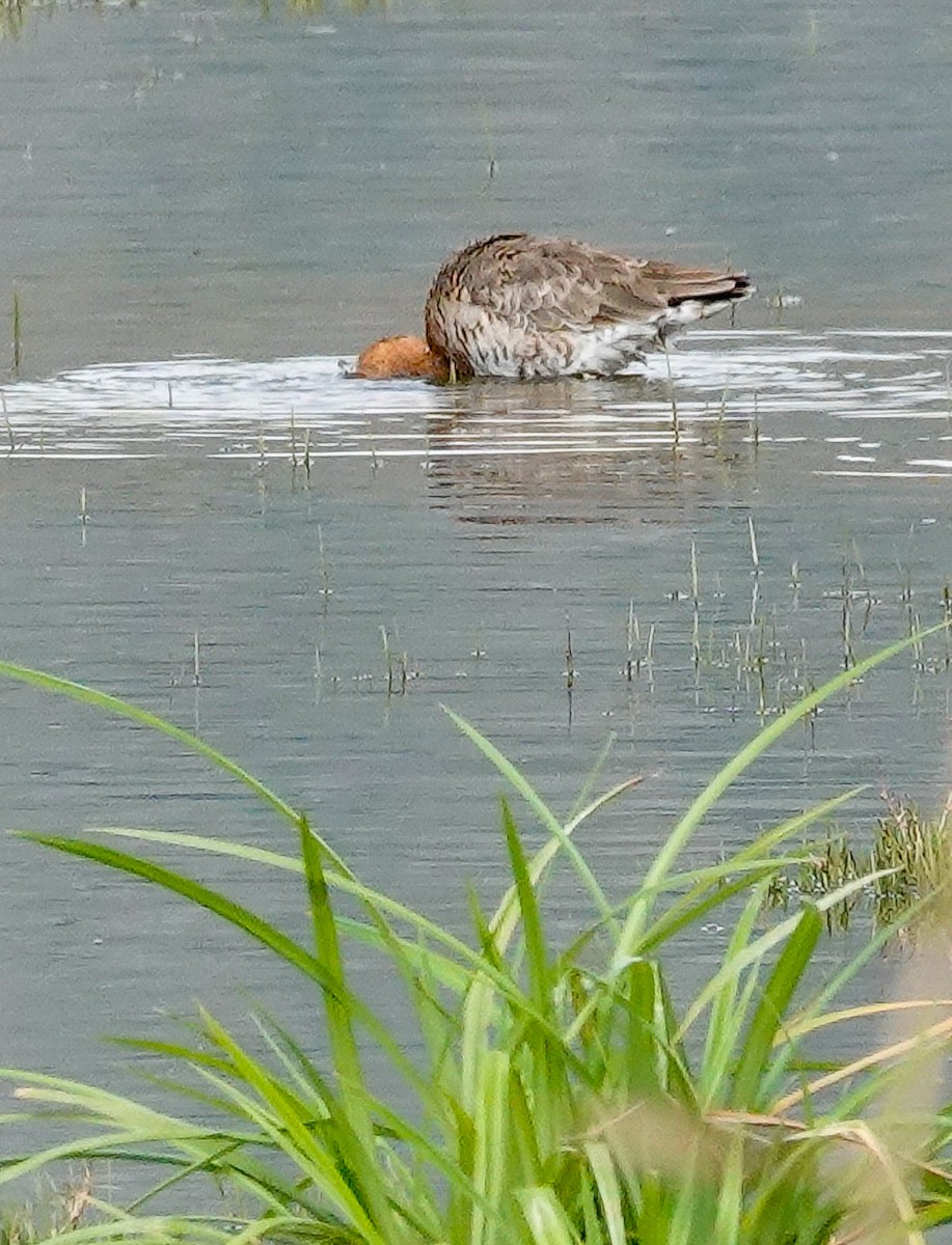 Black-tailed Godwit - ML546499901