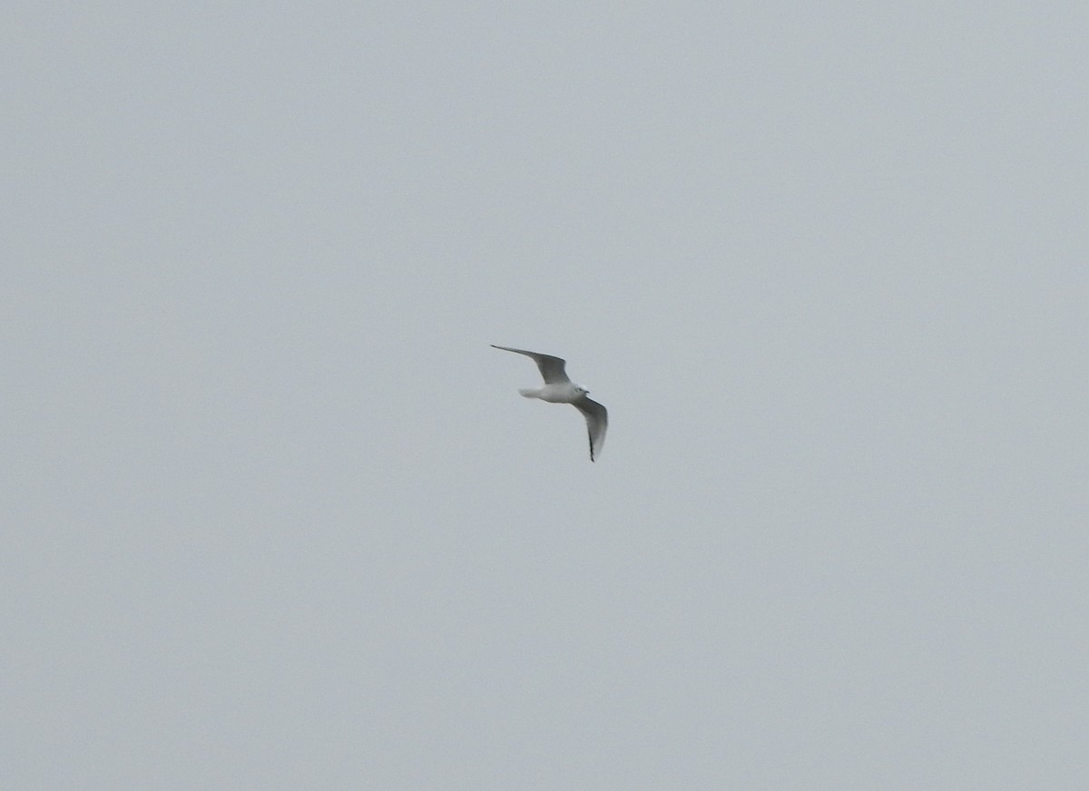 Bonaparte's Gull - ML546500101