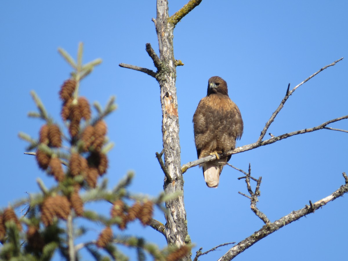 Red-tailed Hawk - ML546500131