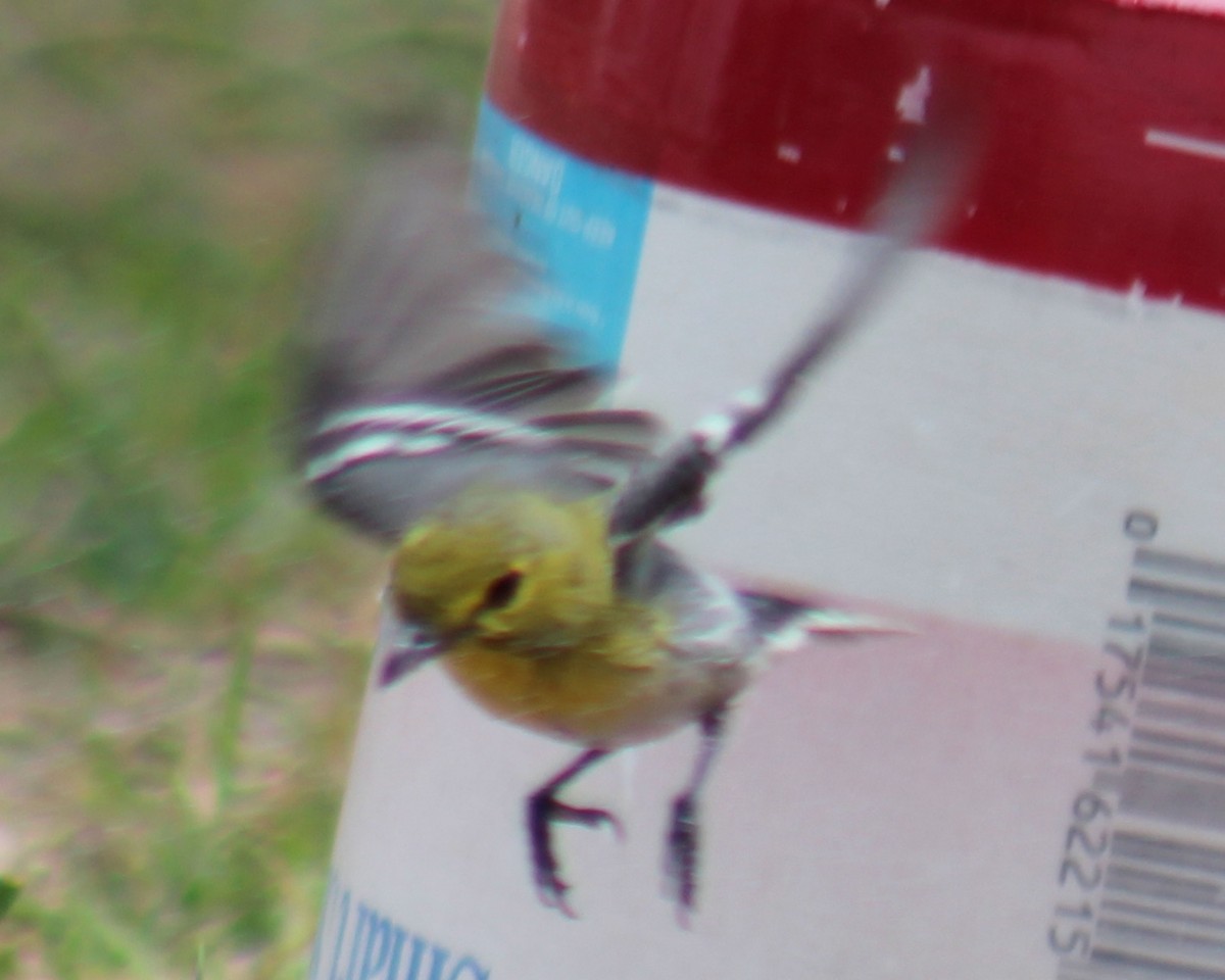 vireo sp. - ML546500401