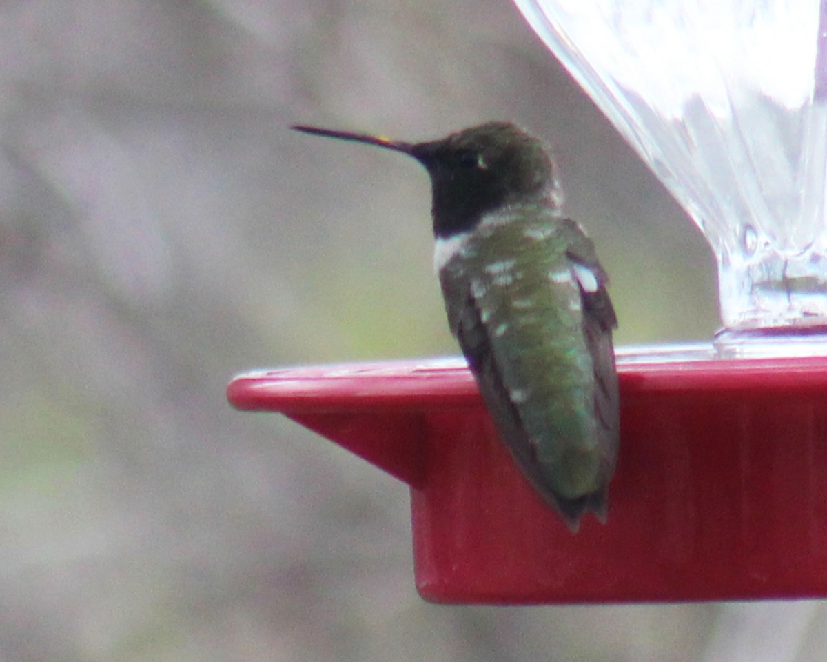 Black-chinned Hummingbird - ML546500571