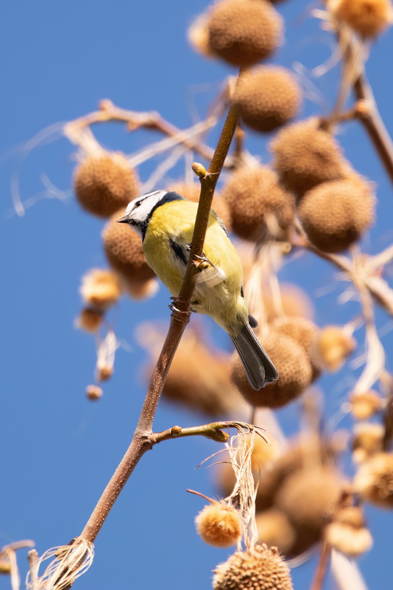 Eurasian Blue Tit - Keith CC Mitchell