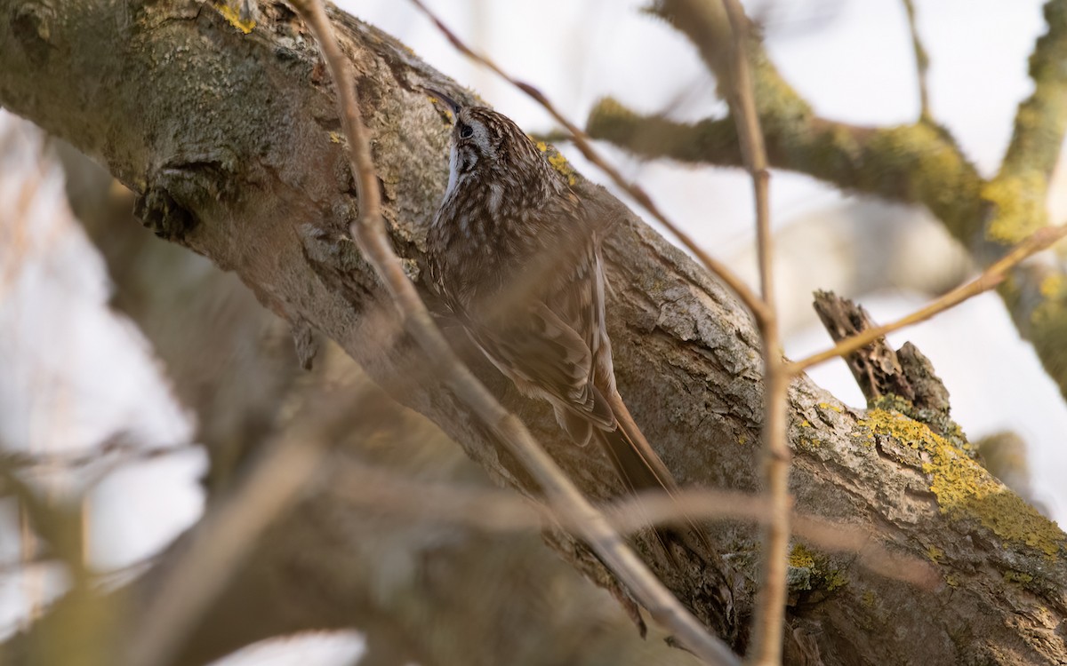 Eurasian Treecreeper - Keith CC Mitchell