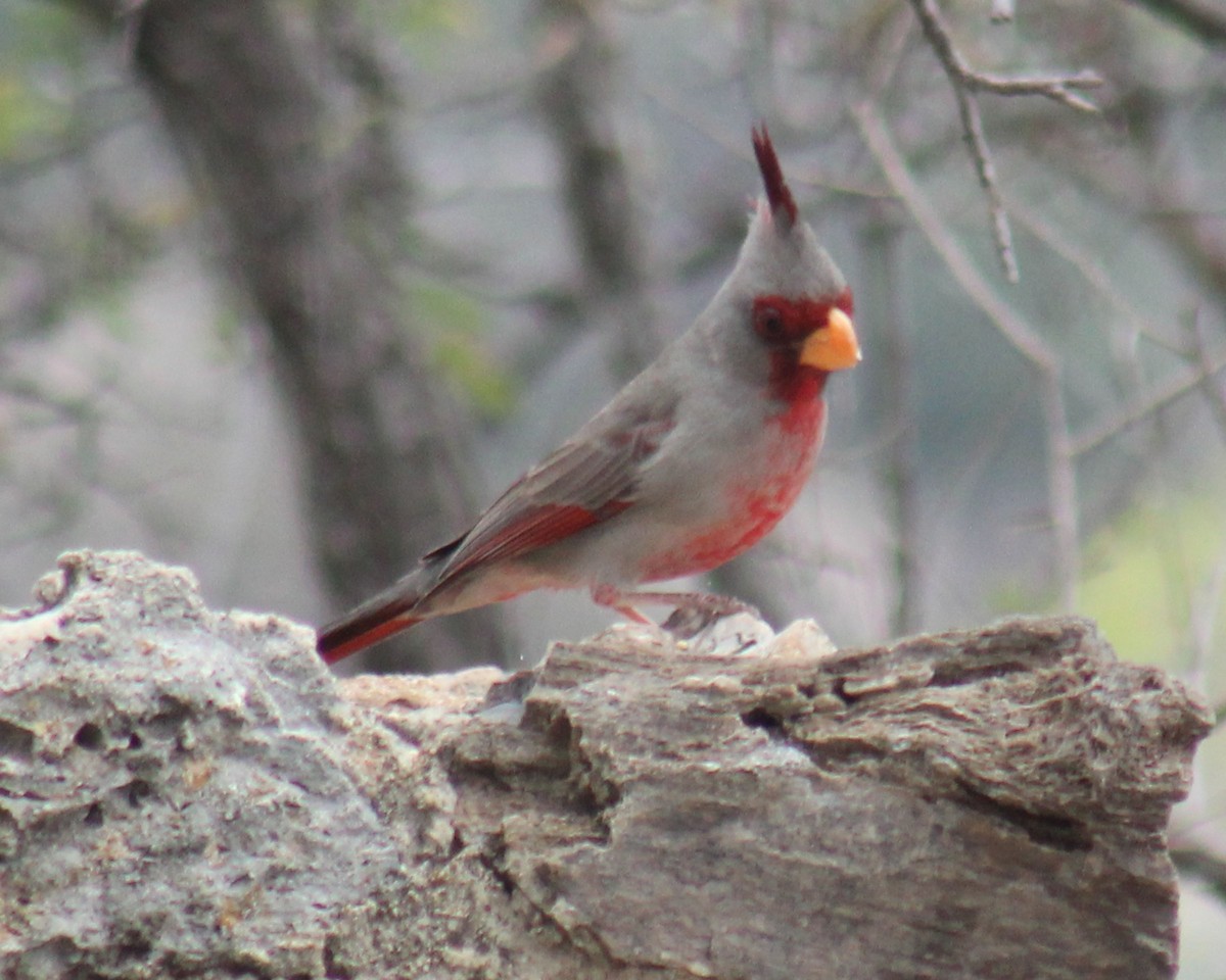 Pyrrhuloxia - ML546500851