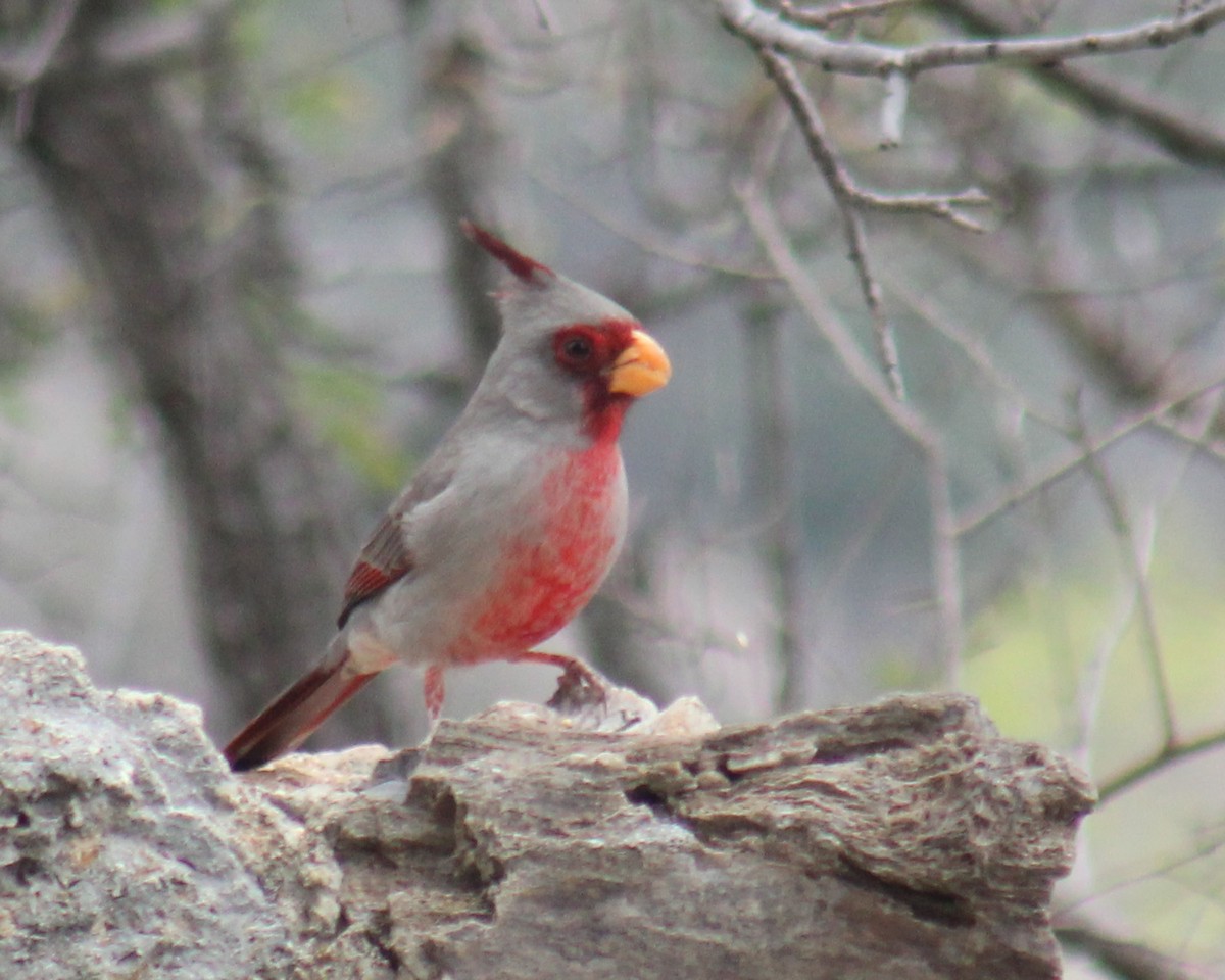 Pyrrhuloxia - ML546500861
