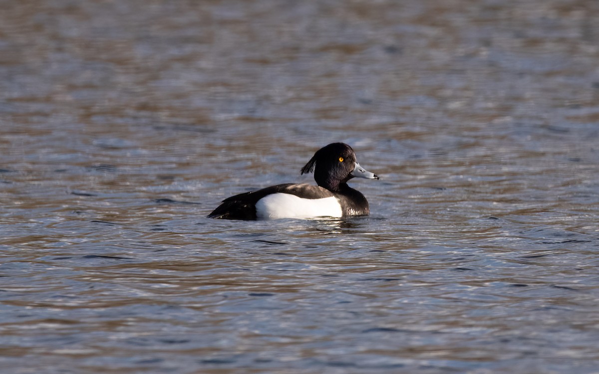 鳳頭潛鴨 - ML546501191