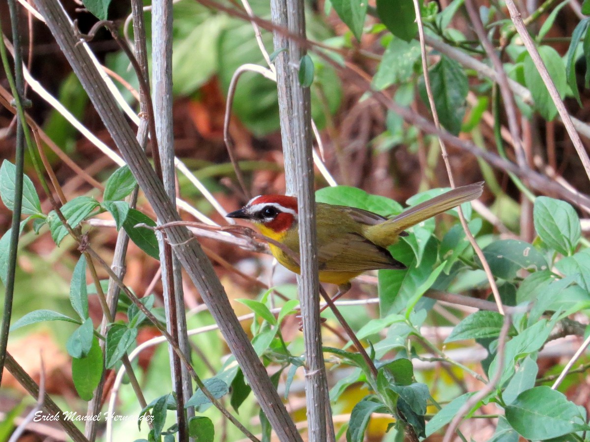 Chestnut-capped Warbler - ML54650121