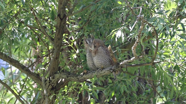 Eastern Screech-Owl - ML546501311