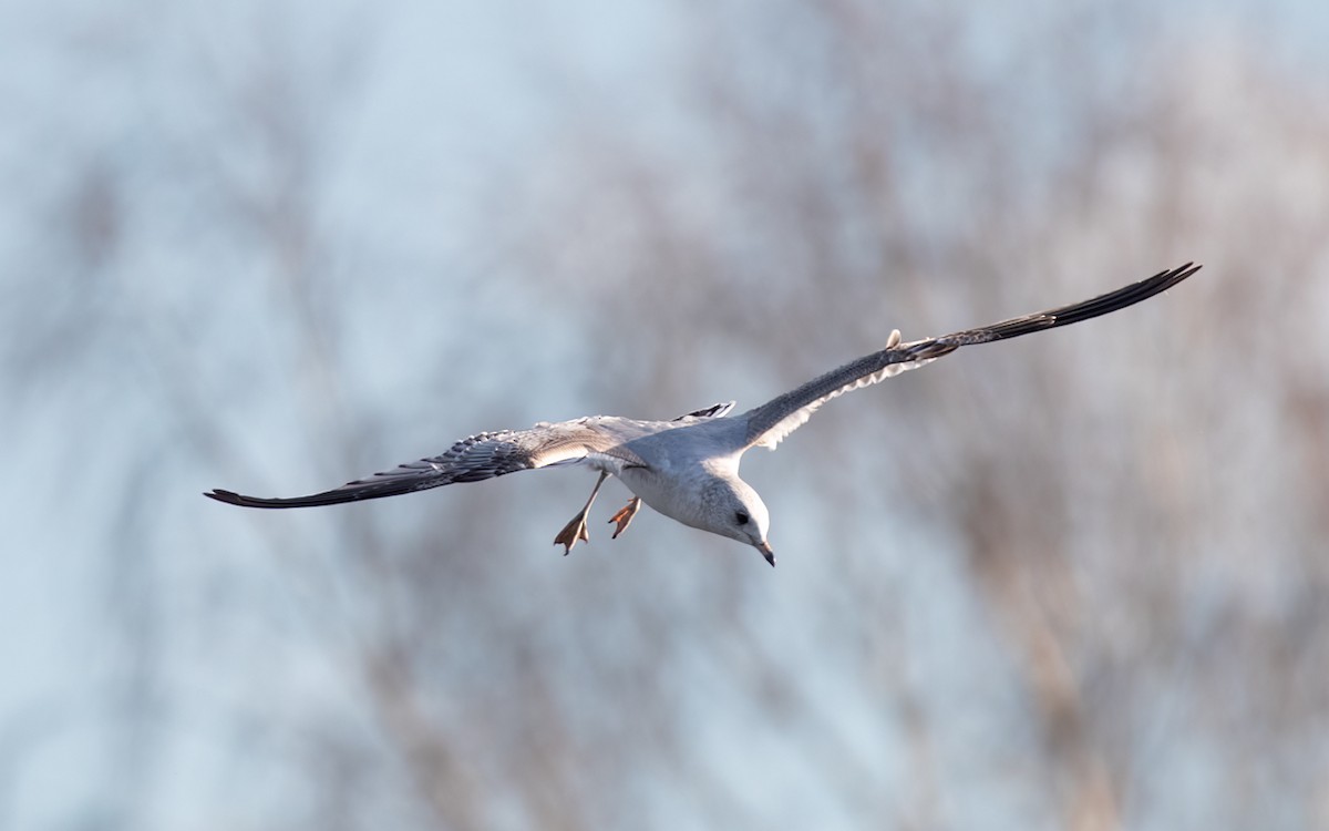 Common Gull - ML546501481