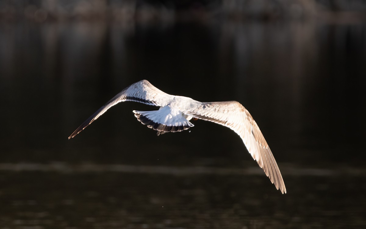 Common Gull - Keith CC Mitchell