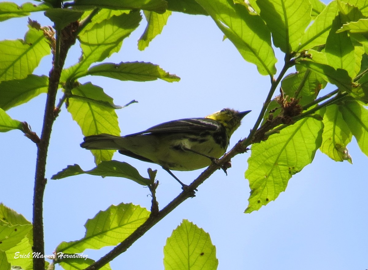 Black-throated Green Warbler - ML54650151