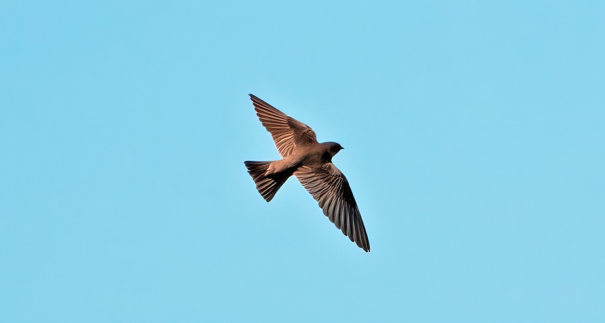 Northern Rough-winged Swallow - ML546501761