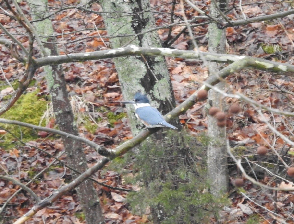 Belted Kingfisher - ML546501801