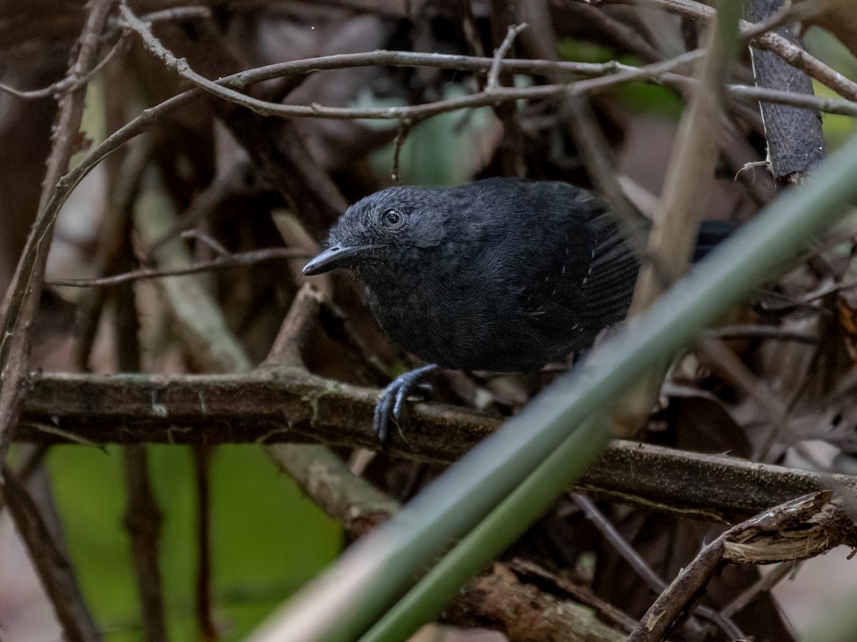 Riparian Antbird - ML546502001