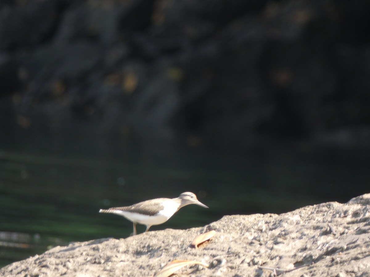 Common Sandpiper - ML546502101