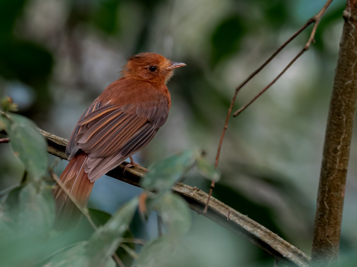 Rufous Twistwing - Héctor Bottai