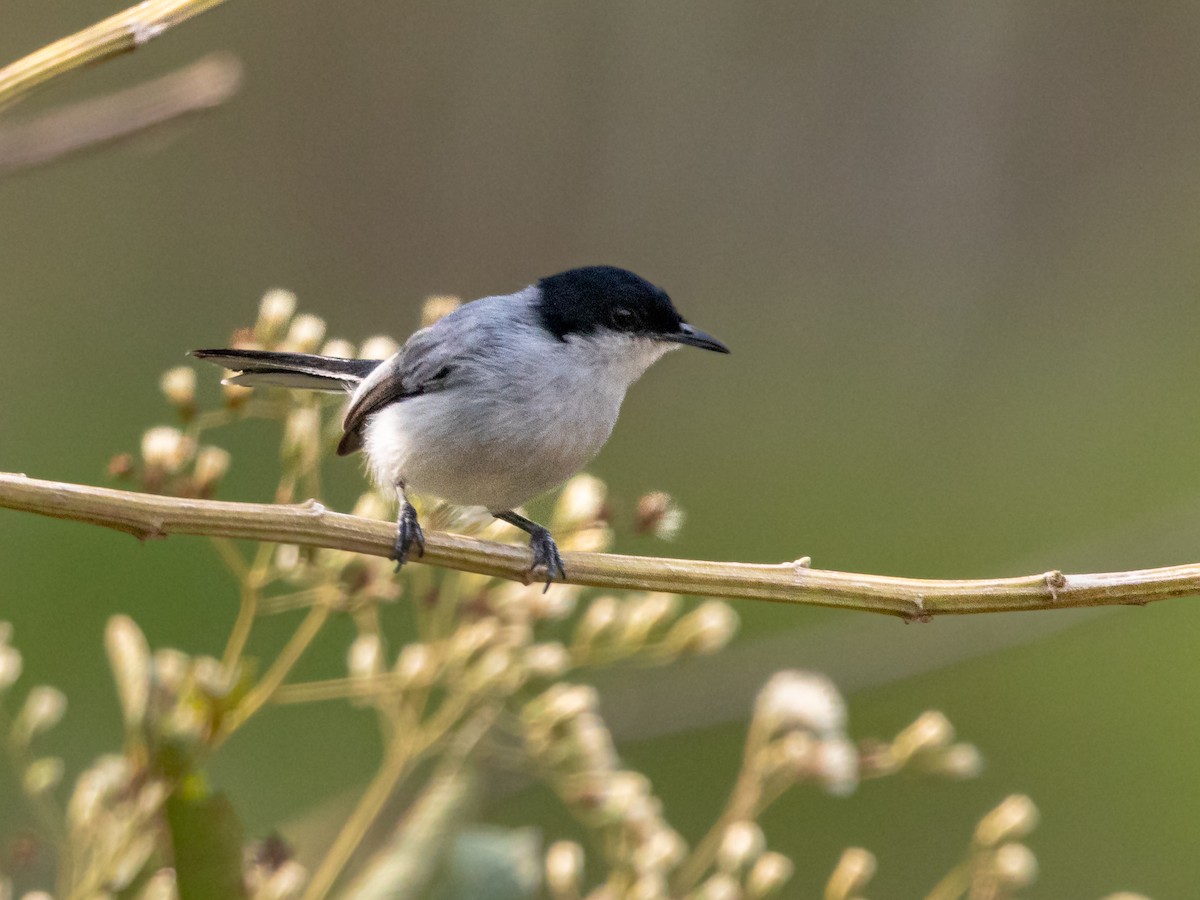 Амазонская комароловка (parvirostris) - ML546503331