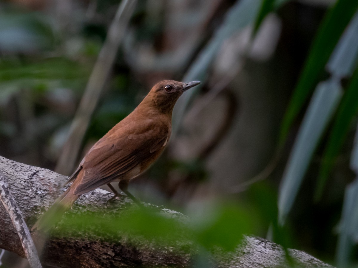 Hauxwell's Thrush - ML546503441