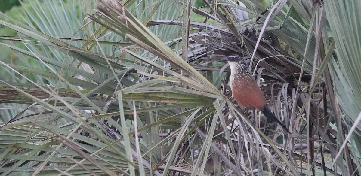 White-browed Coucal - ML546503561
