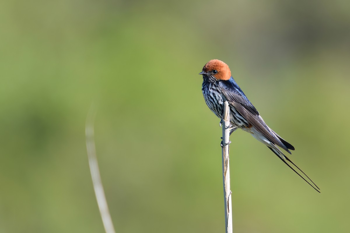 Lesser Striped Swallow - Regard Van Dyk