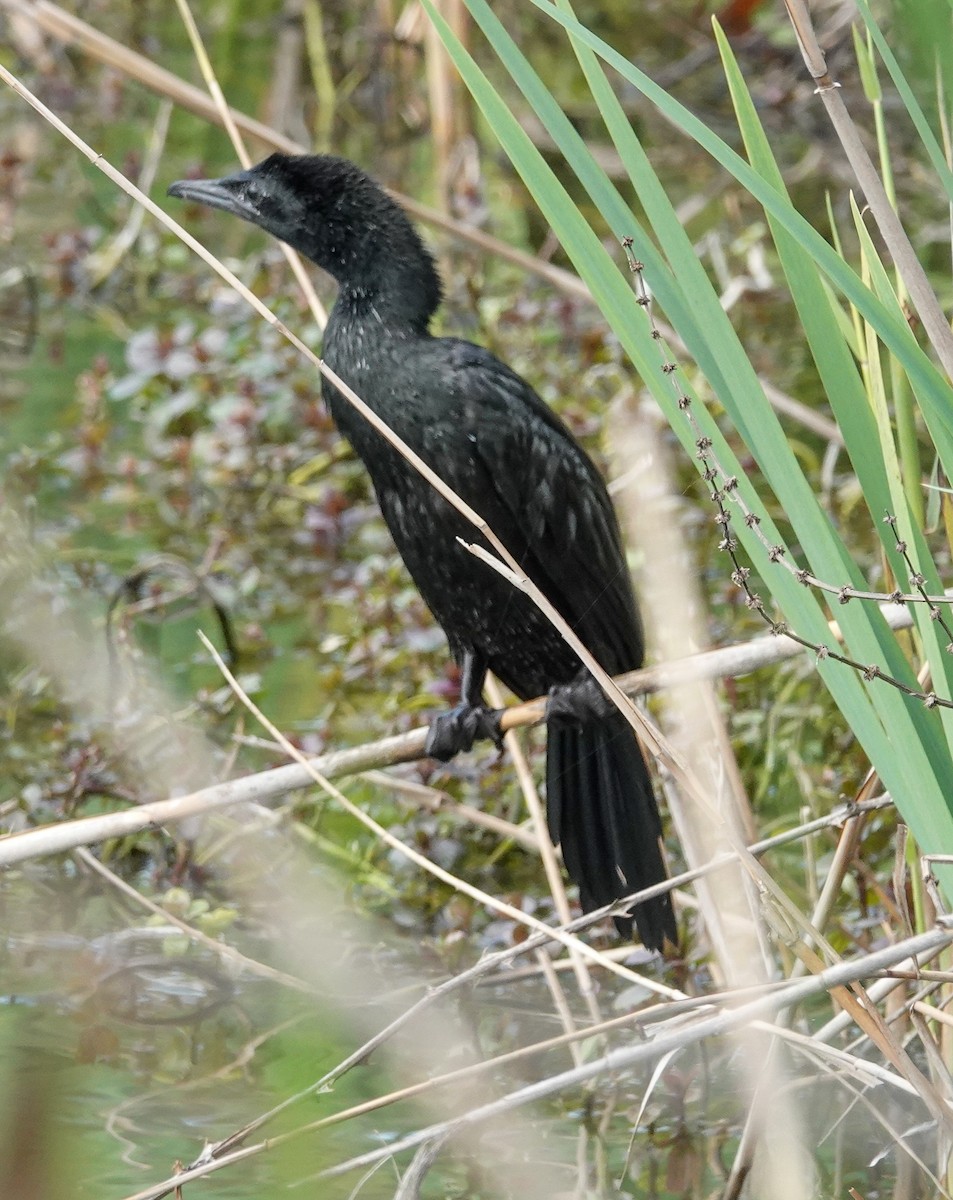 Pygmy Cormorant - ML546503721