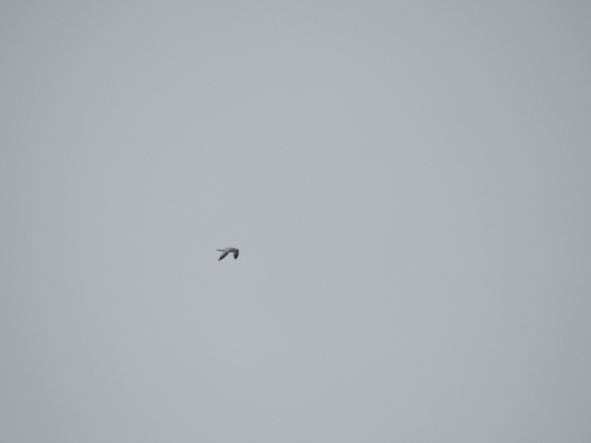 Ring-billed Gull - ML546504741