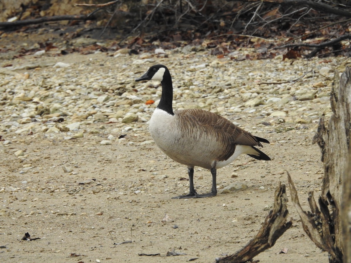 Canada Goose - ML546504781