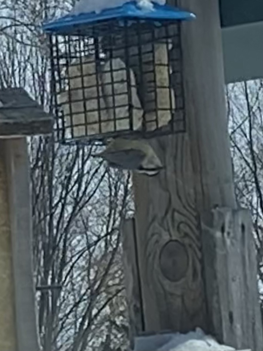 Red-breasted Nuthatch - ML546505021