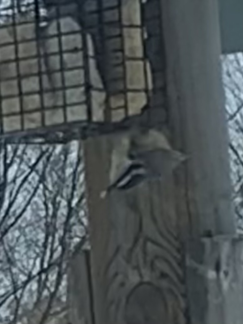 Red-breasted Nuthatch - Megan Hodnefield